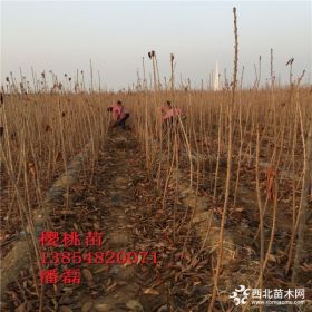 矮化樱桃树苗多少钱一棵、矮化吉塞拉大樱桃树树苗价格多少？