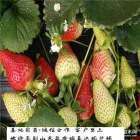 草莓苗新價格 草莓苗2019年報價 草莓苗哪里便宜