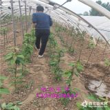 维纳斯黄金苹果树苗,山东苹果树批发价格,19年苹果苗价格