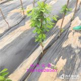 哪里卖黑钻苹果树苗,适应河北苹果苗品种,优质苹果树苗推荐