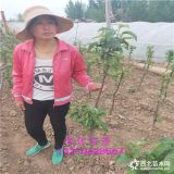 鲁丽苹果树苗基地,新品种果树苗苹果苗,苹果树苗品种简介