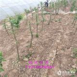 维纳斯黄金苹果树苗,新品种果树苗苹果苗,优质苹果树苗推荐