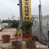 鲁丽苹果树苗基地,嫁接苹果苗基地供应,苹果树苗品种简介