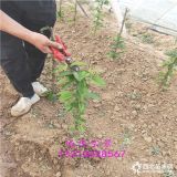 山东供应黑钻苹果树,山东苹果苗供应商,哪里卖苹果树