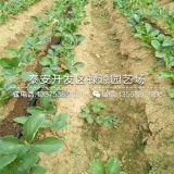 奶油草莓苗价格、奶油草莓苗基地