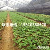 妙香草莓苗、妙香草莓苗什么價(jià)格、妙香草莓苗基地