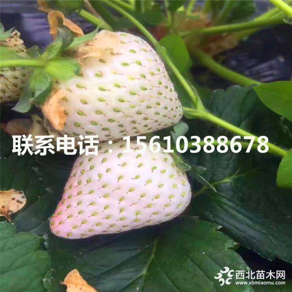 新品种隋珠草莓苗、隋珠草莓苗哪里有、隋珠草莓苗多少钱