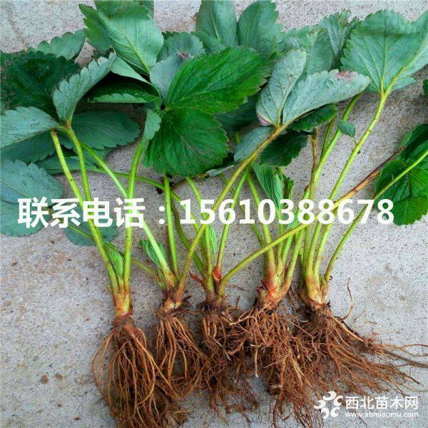 求購草莓苗、草莓苗價(jià)格多少錢、草莓苗基地