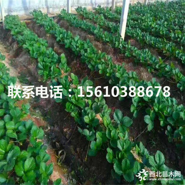 红颜草莓苗、红颜草莓苗批发多少钱