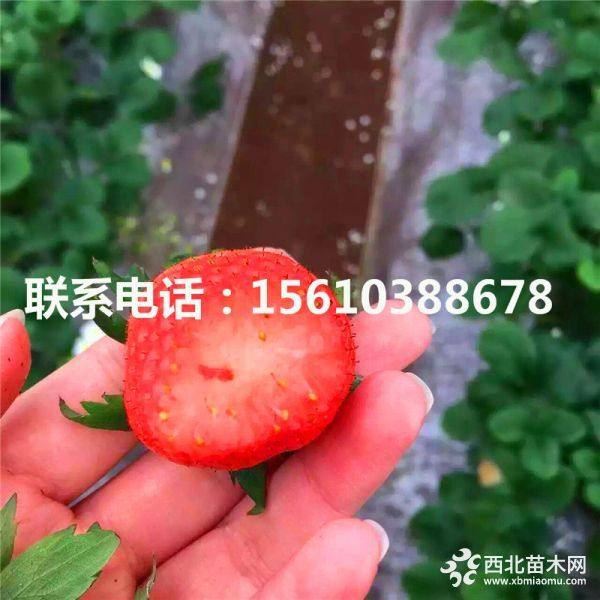 出售草莓苗、求购草莓苗价格、草莓苗哪里便宜