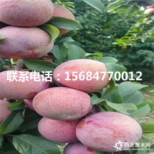 求购风味玫瑰李子苗、风味玫瑰李子苗价格、风味玫瑰李子苗基地