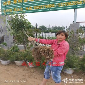 苹果树苗基地,维纳斯黄金苹果苗批发,苹果苗多少钱