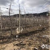 华硕苹果树苗、华硕苹果树苗每日报价