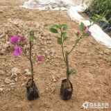 福建三角梅小苗基地直銷 35公分紫花三角梅小苗批發(fā)價(jià)格