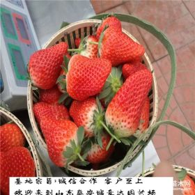 奶油草莓苗2019年報價 奶油草莓苗批發(fā)基地