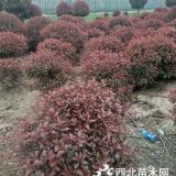 南京紅葉石楠小毛球價格50-120厘米的價格是多少