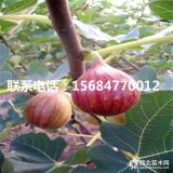 哪里有无花果树苗卖、无花果树苗多少钱一株