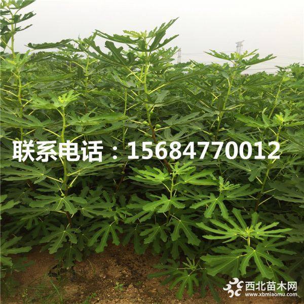 哪里有无花果苗、无花果苗价格、无花果苗基地