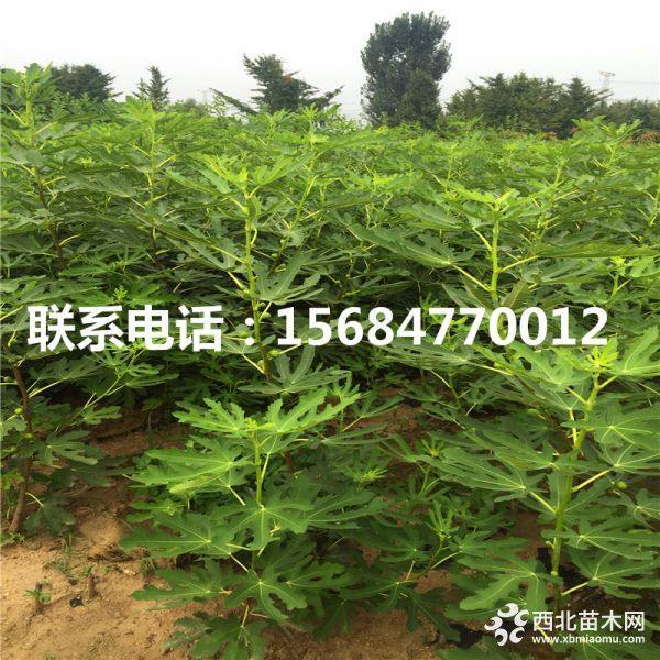 哪里有无花果苗、无花果苗价格、无花果苗基地