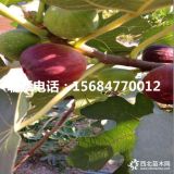 出售青皮无花果树苗、青皮无花果树苗批发基地