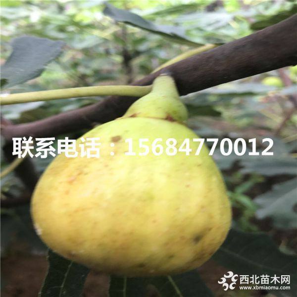 出售青皮无花果树苗、青皮无花果树苗批发基地