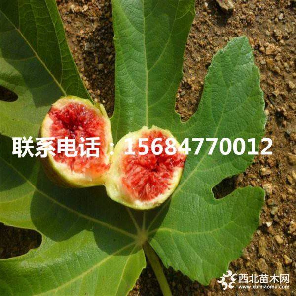 2019年无花果苗什么价格、山东无花果苗批发价格多少钱