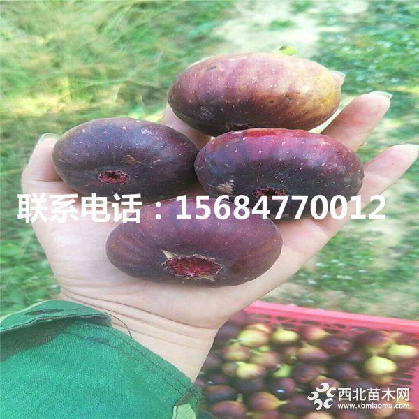 金傲芬无花果苗、出售金傲芬无花果苗多少钱