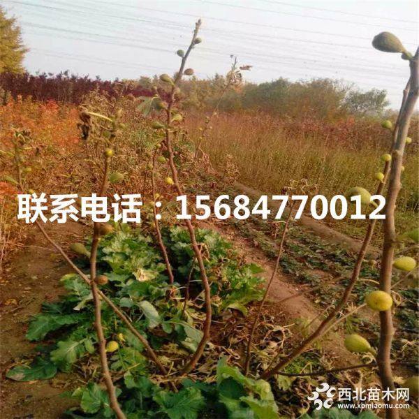 波姬红无花果树苗、波姬红无花果树苗批发多少钱