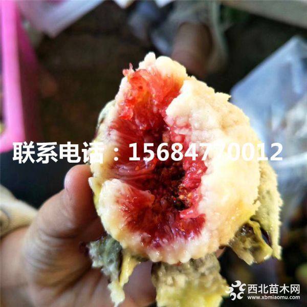 波姬红无花果树苗、波姬红无花果树苗批发多少钱