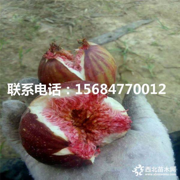 无花果苗、无花果苗价格、无花果苗批发