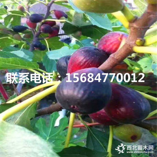 山东青皮无花果树苗、2019年青皮无花果树苗报价