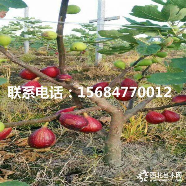 山东青皮无花果树苗、2019年青皮无花果树苗报价