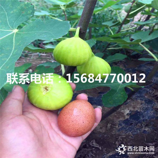 山东无花果苗、山东无花果苗基地、无花果苗批发