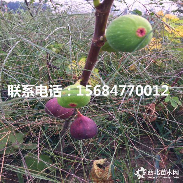 山东无花果苗、山东无花果苗基地、无花果苗批发