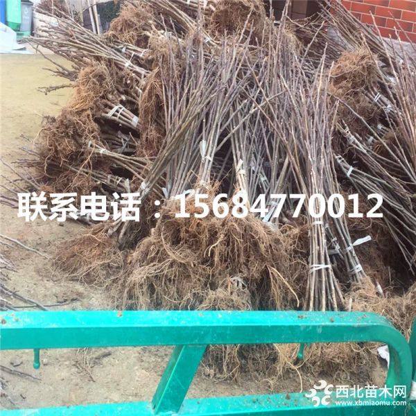 山东无花果苗、批发无花果苗、无花果苗基地