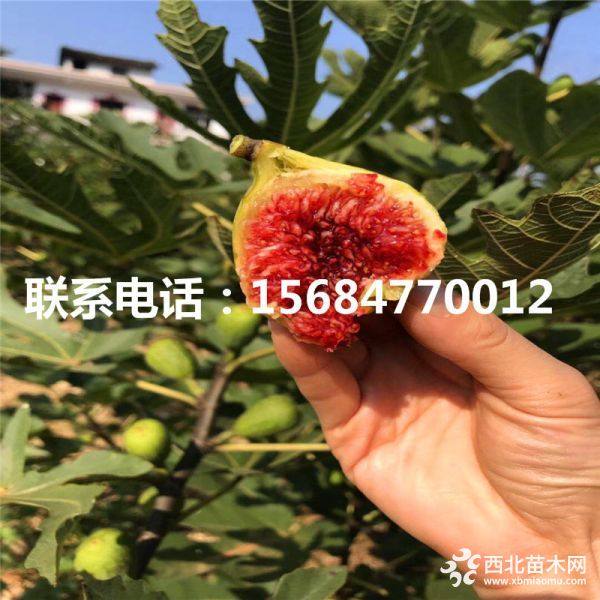 山东无花果苗、批发无花果苗、无花果苗基地