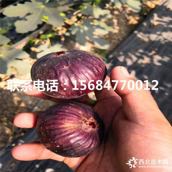 求购无花果苗、无花果苗多少钱、2019年无花果苗报价