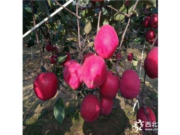 蜜脆蘋(píng)果苗