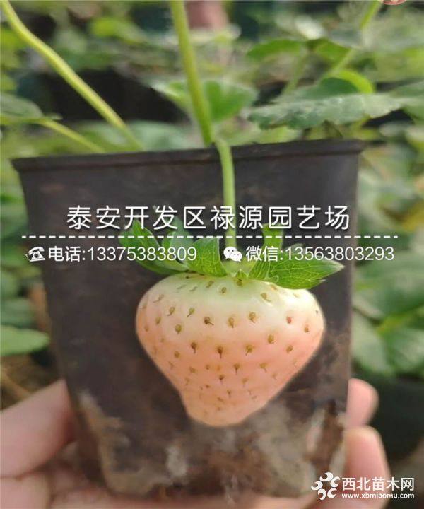 小白草莓苗