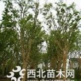 大量出售櫸樹、櫸樹產(chǎn)地。