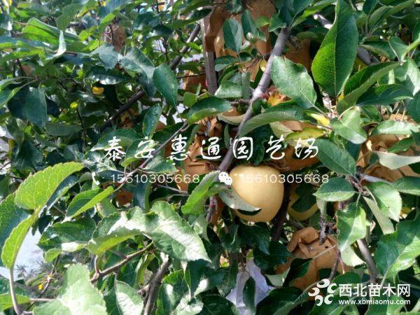 烟富6号苹果苗