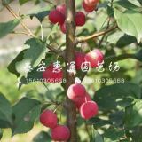 蜜脆苹果苗价格蜜脆苹果苗报价