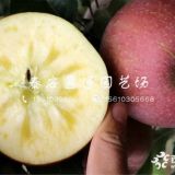 秦脆苹果苗价格秦脆苹果苗报价