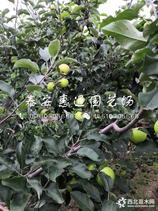 烟富10号苹果苗