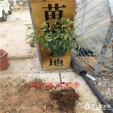 求購黑鉆蘋果樹苗,海南,嫁接蘋果苗可以種植嗎