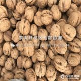 新疆薄壳核桃树苗、新疆薄壳核桃树苗多少钱一棵