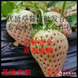 小白草莓苗批发 小白草莓苗批发价格多少钱一棵