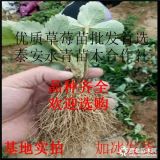 雪里香草莓苗批发 雪里香草莓苗批发价格多少钱一棵