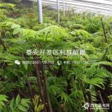 红香椿树苗 红香椿树苗价格多少 红香椿树苗基地