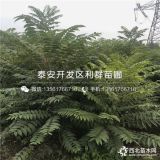 香椿树苗 山东香椿树苗 山东香椿树苗价格